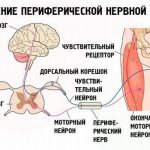 периферическая нервная система
