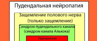 Половой нерв у женщин