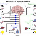 Causes, symptoms and treatment of VSD in adults - IllnessNews.ru about cardiology