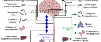 Causes, symptoms and treatment of VSD in adults - IllnessNews.ru about cardiology