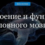 Diencephalon structure and functions briefly