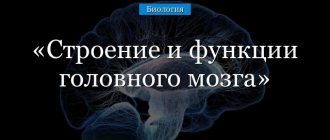Промежуточный мозг строение и функции кратко