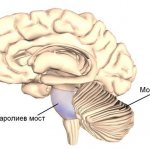 location of the pons