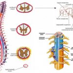 The reflex function of the spinal cord is to transmit