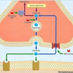Selective serotonin reuptake inhibitors