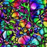 Synaptic connections between neurons