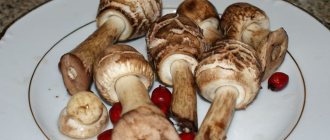 How long to cook mushrooms and umbrellas