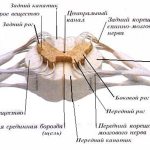 Спинной мозг в разрезе