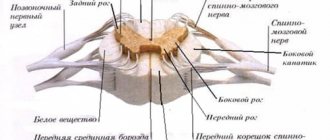 Спинной мозг в разрезе