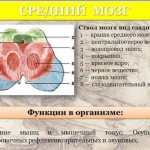 средний мозг