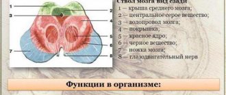 средний мозг