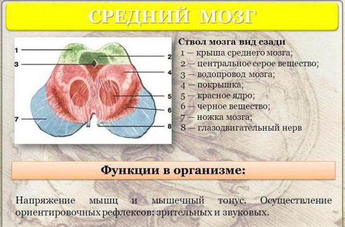 Red core. Midbrain: structure, functions and development Red nuclei ... Biology Diagrams