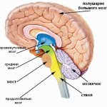 Structure of the human brain