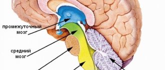 Structure of the human brain
