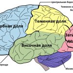 Строение головного мозга человека и функции его отделов