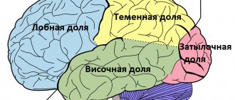 The structure of the human brain and the functions of its parts