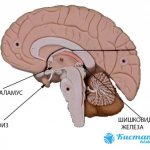 Brain structure