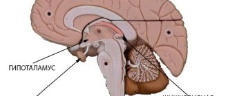 Brain structure