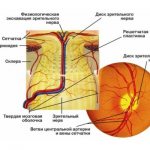 Structure of the optic nerve