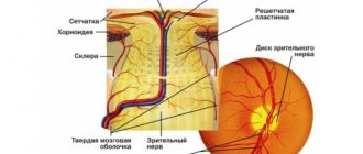 Строение зрительного нерва