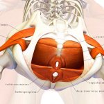 Упражнения для мышц таза для мужчин и женщин: польза, противопоказания и техника выполнения