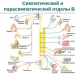 Autonomic nervous system