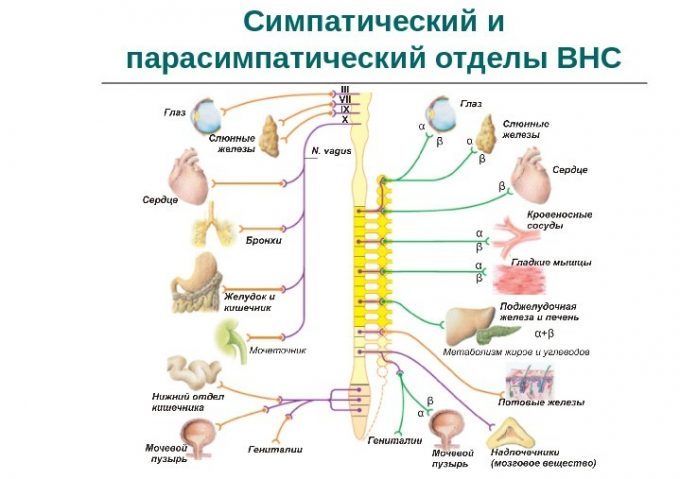 Симпатический отдел вегетативной нервной. Функции симпатической вегетативной нервной системы. Симпатический отдел вегетативной нервной системы. Вегетативная система симпатический и парасимпатический отдел. Центры симпатического отдела вегетативной нервной системы.