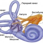 вестибулярный аппарат