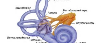 вестибулярный аппарат