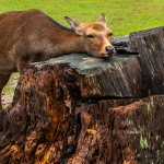 Виновник ссоры