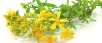 зверобой и депрессия